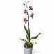 Орхідея Камбрія (Cymbidium)  2330 фото 2