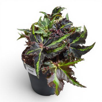 Бегония Мейджик Колорс Лайон Денс (Begonia Magic Colors &lsquo;Lion Dance&rsquo;) 3203 фото