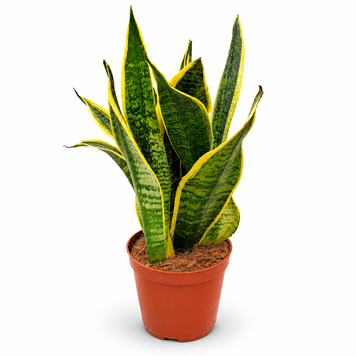 Сансев&rsquo;єрія Футура Суперба (Sansevieria &lsquo;Futura Superba&rsquo;) д12 3384 фото