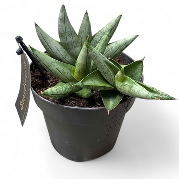Сансеверия Ирти (Sansevieria Irtii) д12 2959 фото