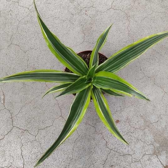 Купити Драцену Лимон Лайм (Dracaena 'Lemon Lime') - Декоративна