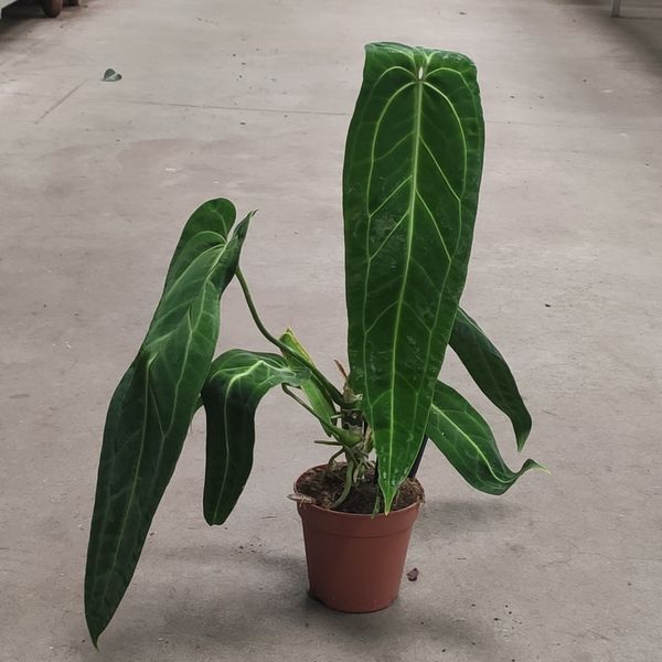 Антуриум Варокреанум (Anthurium warocqueanum) д6 2695 фото