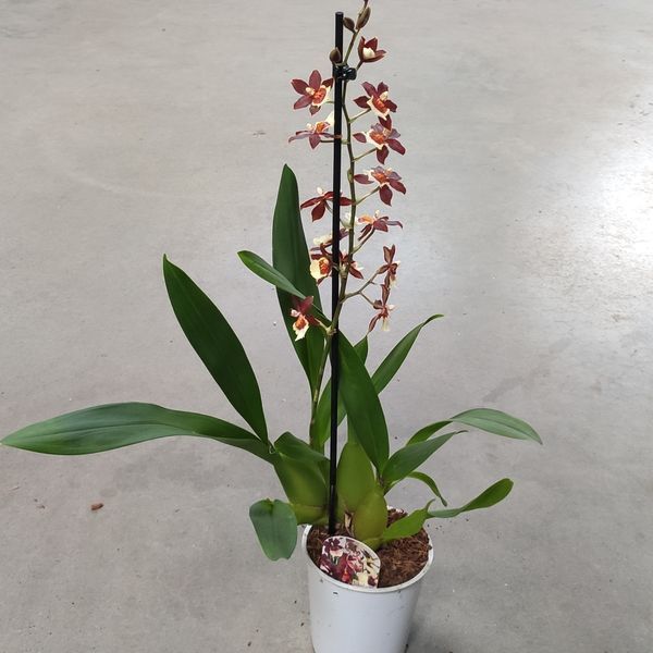 Орхідея Камбрія (Cymbidium) 2329 фото