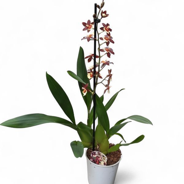 Орхідея Камбрія (Cymbidium) 2329 фото