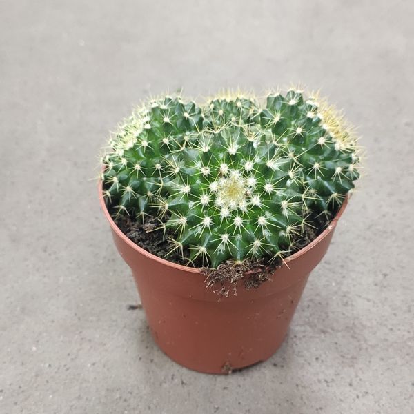 816 фото