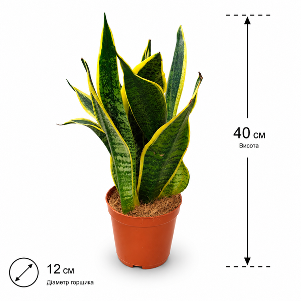 Сансевиерия Футура Суперба (Sansevieria &lsquo;Futura Superba&rsquo;) д12 3384 фото