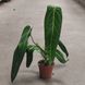 Антуриум Варокреанум (Anthurium warocqueanum) д6 2695 фото 2