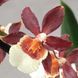Орхідея Камбрія (Cymbidium) 2329 фото 4