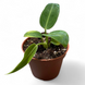 Антуриум Варокреанум (Anthurium warocqueanum) д6 2695 фото 1