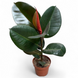 Фикус Робуста (Ficus elastica &lsquo;Robusta&rsquo;) д12 965 фото 1