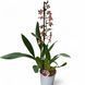 Орхідея Камбрія (Cymbidium) 2329 фото 2