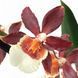 Орхідея Камбрія (Cymbidium) 2329 фото 1