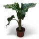 Алоказія Лоу Райд (Alocasia 'Low Rider') д12 61 фото 1