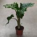 Алоказія Лоу Райд (Alocasia 'Low Rider') д12 61 фото 2