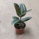 Фикус Робуста (Ficus elastica &lsquo;Robusta&rsquo;) д12 965 фото 2