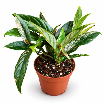 Фікус Сагіта Варієгата Пінк (Ficus sagittata 'Variegata Pink') д10.5 3542 фото