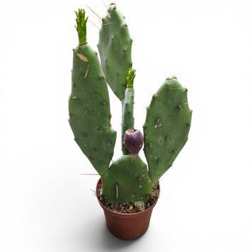 Опунція Вульгаріс (Opuntia vulgaris) д10 3204 фото