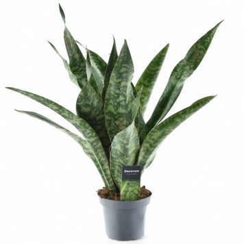 Сансев'єрія Абрутиана Драгон (Sansevieria Abrutiana Dragon) д14 2908 фото