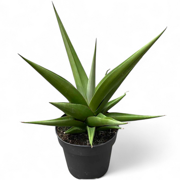 Сансевиерия Комет Пастел Грей (Sansevieria Comet Pastel Grey) д12 2960 фото