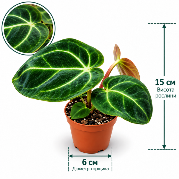 Антуріум Regal (Anthurium Regal) д6 3486 фото