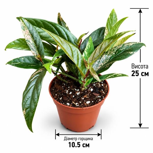 Фікус Сагіта Варієгата Пінк (Ficus sagittata 'Variegata Pink') д10.5 3542 фото