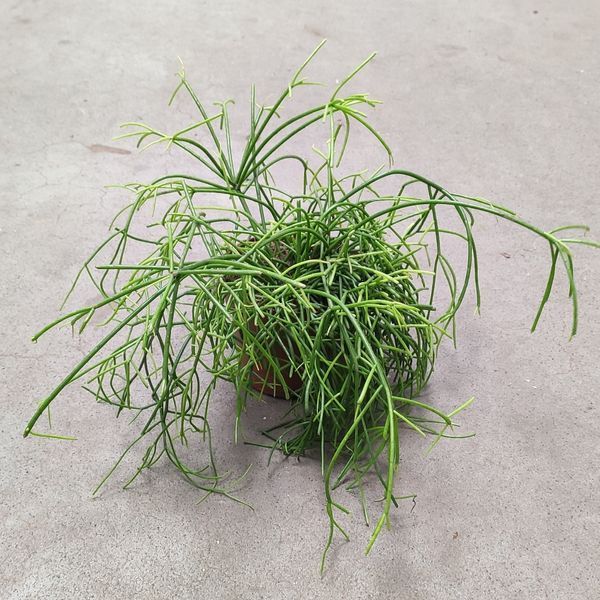 Рипсалис бацифера (Rhipsalis baccifera)д10.5 297 фото