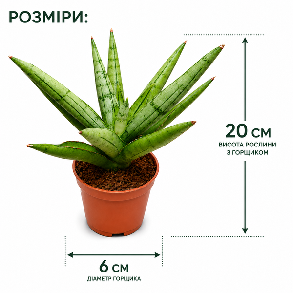 Сансев'єрія Сільвер Краун (Sansevieria 'Silver Crown') д6 3320 фото
