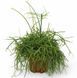 Рипсалис бацифера (Rhipsalis baccifera)д10.5 297 фото 1