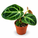 Антуріум Regal (Anthurium Regal) д6 3486 фото 1