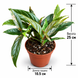 Фікус Сагіта Варієгата Пінк (Ficus sagittata 'Variegata Pink') д10.5 3542 фото 2