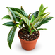 Фікус Сагіта Варієгата Пінк (Ficus sagittata 'Variegata Pink') д10.5 3542 фото 1