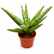 Сансев'єрія Сільвер Краун (Sansevieria 'Silver Crown') д6 3320 фото 1