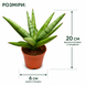 Сансев'єрія Сільвер Краун (Sansevieria 'Silver Crown') д6 3320 фото 2
