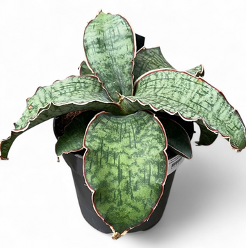 Сансевиерия Кирки Сильвер Блу (Sansevieria Kirkii Silver Blue) 2961 фото