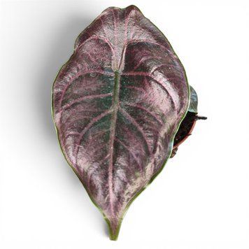 Алоказія Азланії (Alocasia azlanii) 3270 фото