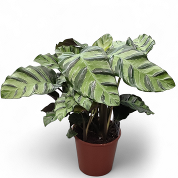 Калатея Луизи (Calathea &lsquo;Louisae&rsquo;) д12 3063 фото