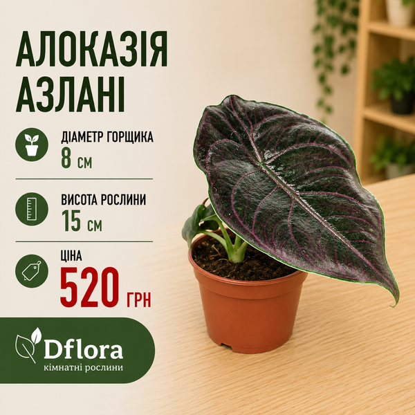Алоказія Азланії (Alocasia azlanii) 3270 фото