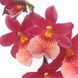 Орхидея Камбрия (Cymbidium) 2327 фото 3