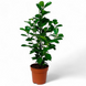 Фикус Мокламе (Ficus microcarpa) д14 425 фото 1
