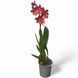 Орхидея Камбрия (Cymbidium) 2327 фото 2