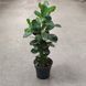 Фикус Мокламе (Ficus microcarpa) д14 425 фото 2