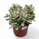 Крассула &laquo;Мени Мейкер&raquo; (Crassula 'Money Maker') д12 2165 фото 1