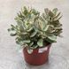 Крассула &laquo;Мени Мейкер&raquo; (Crassula 'Money Maker') д12 2165 фото 3