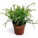 Рипсалис Кассута (Rhipsalis cassutha) 5.5 2363 фото 1