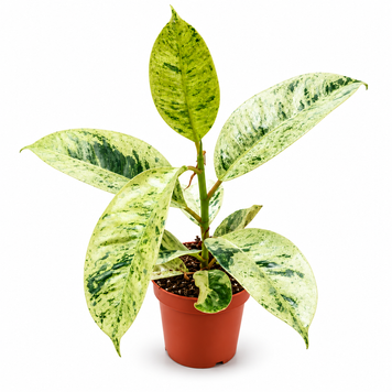 Фікус Муншайн (Ficus shivereana &lsquo;Moonshine&rsquo;) д7 3488 фото