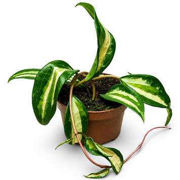 Хойя Латіфолія Іннер Варієгата (Hoya latifolia &lsquo;Inner Variegata&rsquo;) д12 3434 фото