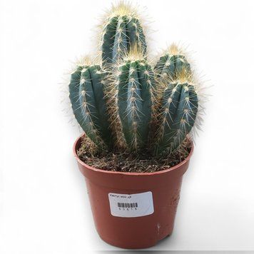 Пілосоцереус (Pilosocereus) д9 2606 фото
