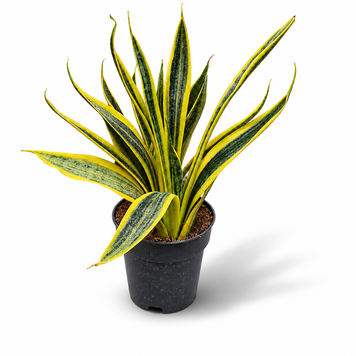 Сансев&rsquo;єрія Ельдорадо (Sansevieria &lsquo;Eldorado&rsquo;) д12 3388 фото