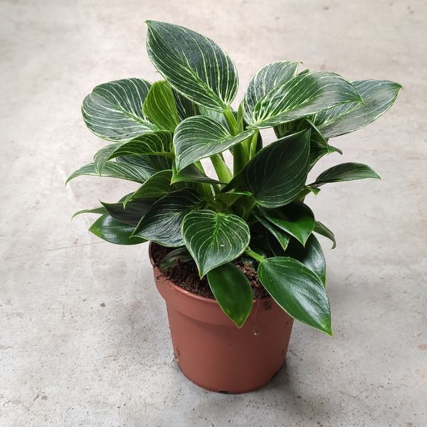 Філодендрон Біркін (Philodendron Birkin) д9 2557 фото
