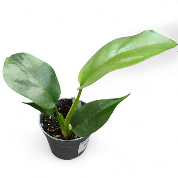 Монстера Минима (Rhaphidophora tetrasperma, &ldquo;Monstera Minima&rdquo;) д6 3109 фото